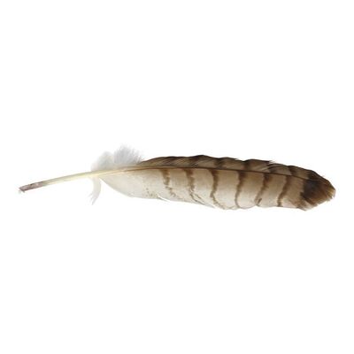 Lot #1441 - John Smith's (Colin Farrell) Production-Made Feather ### THE NEW WORLD (2005)