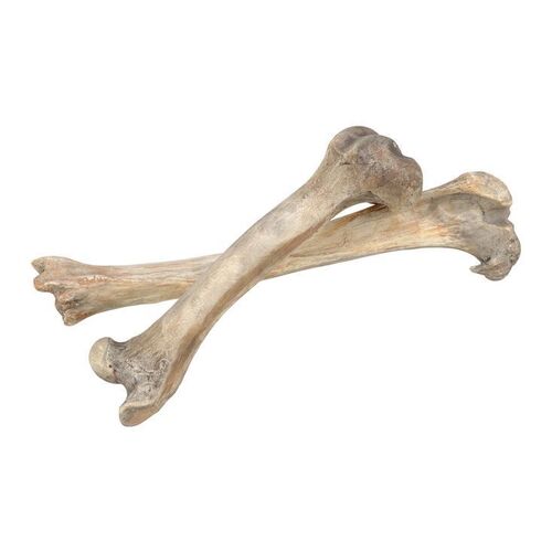 Lot #1496 - Pair of Bones ### RENFIELD (2023)