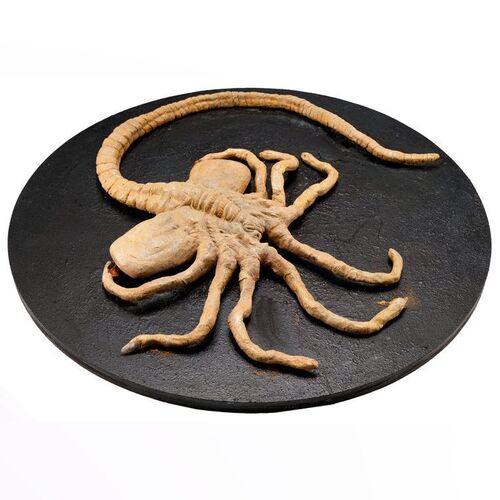 13. Facehugger Puppet ### ALIENS (1986)