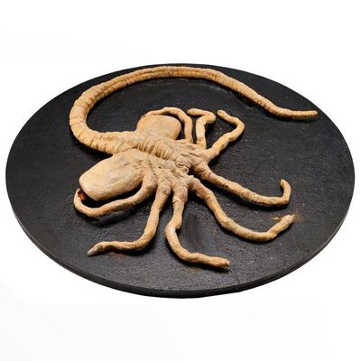 13. Facehugger Puppet ### ALIENS (1986)