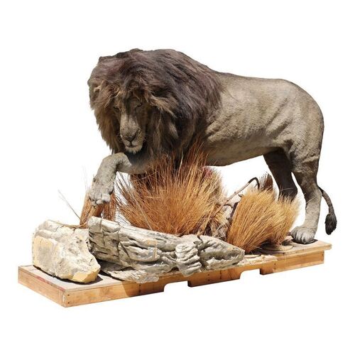 132. The Darkness' Animatronic Lion ### THE GHOST AND THE DARKNESS (1996)