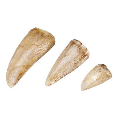 194. Set of Three Tyrannosaurus Rex Teeth ### JURASSIC PARK (1993)