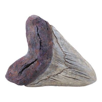 1056. Megalodon Tooth ### JURASSIC WORLD DOMINION (2022)