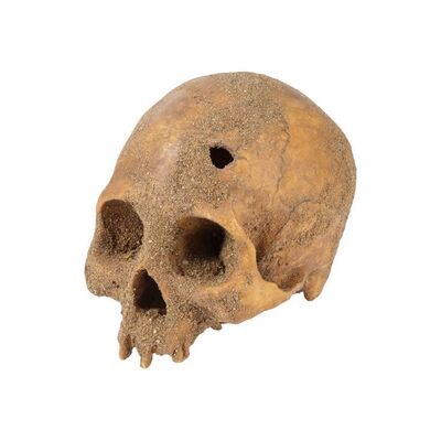 Lot #118: Qaletaqa Walker's Father's Skull ### FEAR THE WALKING DEAD (2015-2023)
