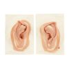 1253. Old Bilbo Baggins' (Ian Holm) Silicone Hobbit Ear Prosthetics ### THE HOBBIT: AN UNEXPECTED JOURNEY (2012)