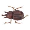 1278. Pankot Palace Banquet Beetle ### INDIANA JONES AND THE TEMPLE OF DOOM (1984)