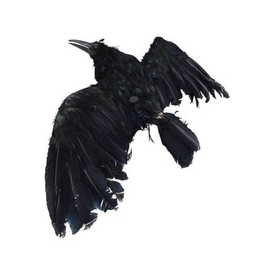 80. Remote-Controlled Animatronic Crow Puppet ### THE CROW (1994)