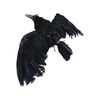 80. Remote-Controlled Animatronic Crow Puppet ### THE CROW (1994)