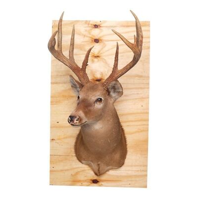 146. Screen-Matched Mounted Armitage Family Hypnosis Room Deer Head ### GET OUT (2017)