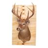 146. Screen-Matched Mounted Armitage Family Hypnosis Room Deer Head ### GET OUT (2017)