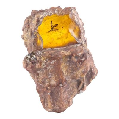 210. Amber with Mosquito in Stone Matrix ### JURASSIC PARK (1993)