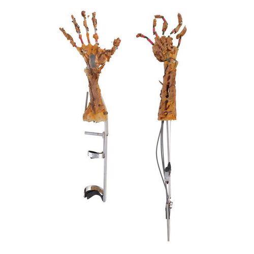 251. Planet Hollywood Collection: Pair of Cable-Controlled Animatronic Freddy Krueger (Robert Englund) Arms ### NIGHTMARE ON ELM STREET 4, A: THE DREAM MASTER (1988)