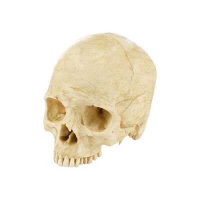 620. Old Ben's Skull ### DJANGO UNCHAINED (2012)