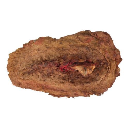 670. Tom Sullivan Collection: Scott's (Richard DeManincor) Special Effects Broken Arm Appliance ### THE EVIL DEAD (1981)