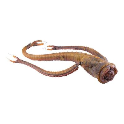 1071. Planet Hollywood Collection: Sil (Natasha Henstridge) Cocoon Squid Puppet ### SPECIES (1995)