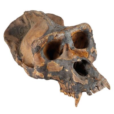 87. Gray Gorilla Skull ### CONGO (1995)