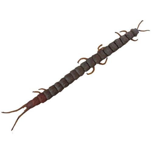 286. Planet Hollywood Collection: Giant Aquatic Brazilian Centipede Puppet ### NAKED LUNCH (1991)