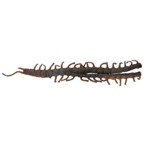 285. Giant Aquatic Brazilian Centipede Puppet ### NAKED LUNCH (1991)
