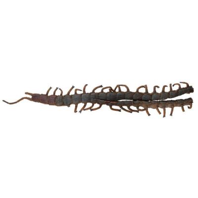 285. Giant Aquatic Brazilian Centipede Puppet ### NAKED LUNCH (1991)