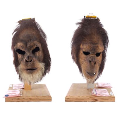 Lot #259: Pair of Chimpanzee Masks ### PLANET OF THE APES (2001)
