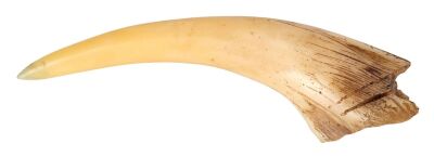 193. Basilisk Fang ### HARRY POTTER AND THE CHAMBER OF SECRETS (2002)/HARRY POTTER AND THE DEATHLY HALLOWS: PART 2 (2011)