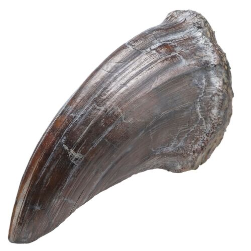 237. Tyrannosaurus Rex Toenail ### JURASSIC PARK (1993)