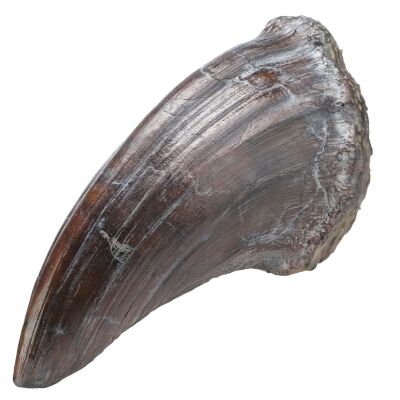 237. Tyrannosaurus Rex Toenail ### JURASSIC PARK (1993)