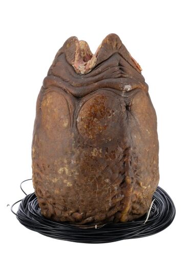 455. Cable-Controlled Animatronic Egg Puppet ### AVP: ALIEN VS. PREDATOR (2004)