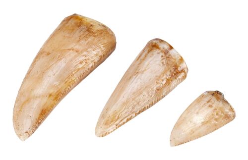 738. Set of Three Tyrannosaurus Rex Teeth ### JURASSIC PARK (1993)