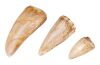 738. Set of Three Tyrannosaurus Rex Teeth ### JURASSIC PARK (1993)