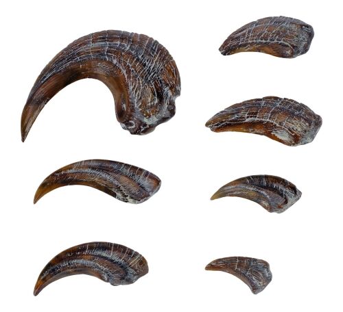 739. Set of Production-Made Velociraptor Hand and Foot Claws ### JURASSIC PARK (1993)