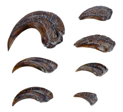 739. Set of Production-Made Velociraptor Hand and Foot Claws ### JURASSIC PARK (1993)