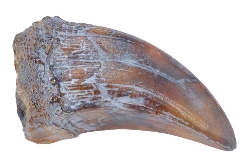 744. Production-Made Tyrannosaurus Rex Paint Test Fingernail ### JURASSIC PARK (1993)