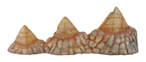 745. Production-Made Sick Triceratops Spikes in Frill Display ### JURASSIC PARK (1993)