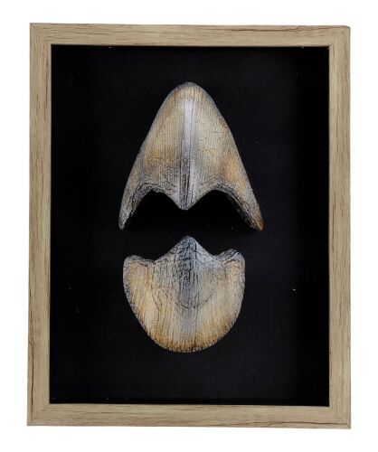 749. Framed Baby Triceratops Beak ### THE LOST WORLD: JURASSIC PARK (1997)