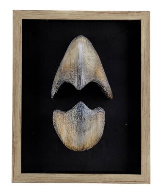 749. Framed Baby Triceratops Beak ### THE LOST WORLD: JURASSIC PARK (1997)