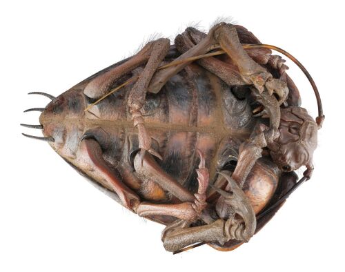 1012. Arkellian Sand Beetle ### STARSHIP TROOPERS (1997)