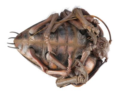 1012. Arkellian Sand Beetle ### STARSHIP TROOPERS (1997)