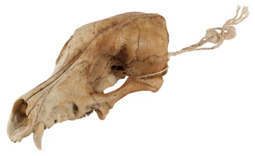 1051. Sawyer House Animal Skull ### THE TEXAS CHAINSAW MASSACRE (1974)