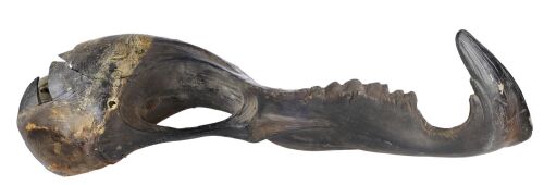 1070. Graboid Right Mandible ### TREMORS (1990)