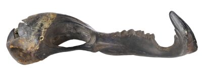 1070. Graboid Right Mandible ### TREMORS (1990)