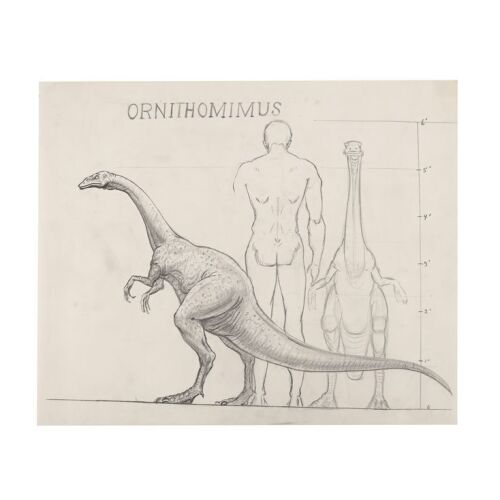 699. Hand-drawn Ray Harryhausen Ornithomimus Scale Comparison Drawing ### THE VALLEY OF GWANGI (1969)