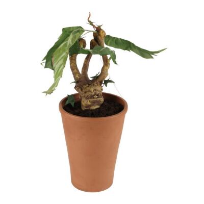 708. Mandrake ### HARRY POTTER AND THE CHAMBER OF SECRETS (2002)