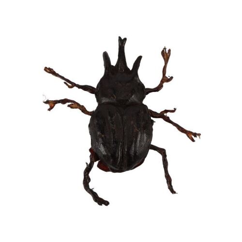 751. Pankot Palace Banquet Beetle ### INDIANA JONES AND THE TEMPLE OF DOOM (1984)
