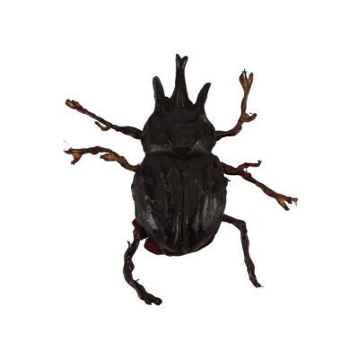 751. Pankot Palace Banquet Beetle ### INDIANA JONES AND THE TEMPLE OF DOOM (1984)