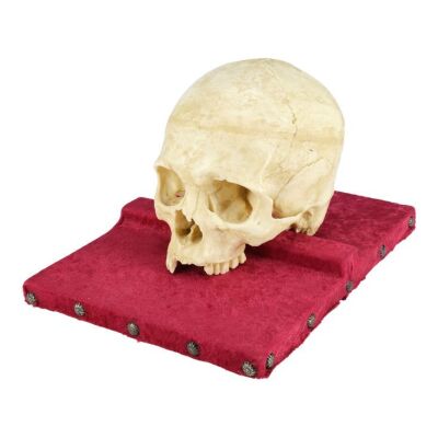 116. Old Ben's Screen-matched Skull with Platform ### DJANGO UNCHAINED (2012)