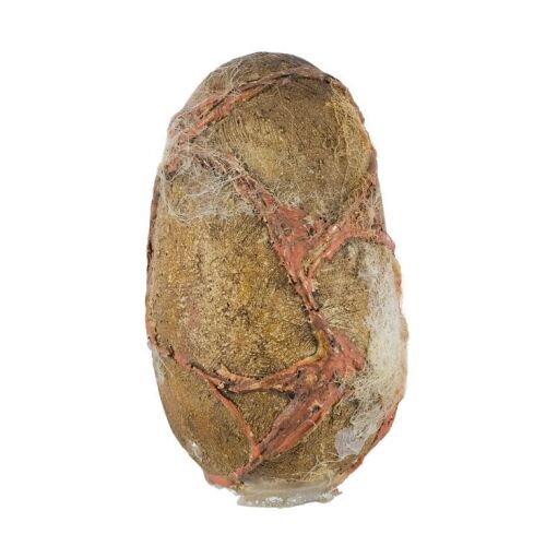 211. Godzilla Egg Model Miniature ### GODZILLA (1998)
