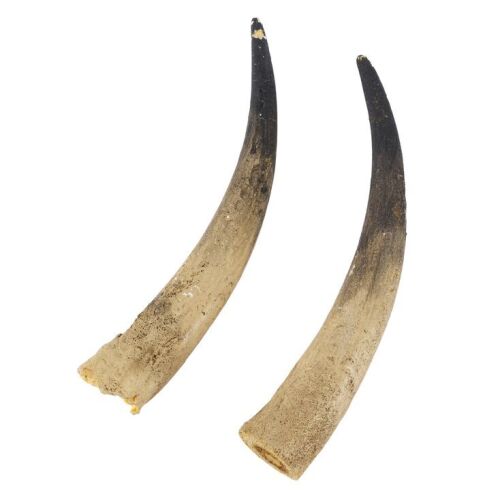566. Pair of Foam Horns ### WESTWORLD (2016 - 2022)