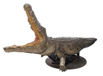 3. Planet Hollywood Collection: Ace Ventura's (Jim Carrey) Screen-Matched Static Riding Crocodile Puppet ### ACE VENTURA: WHEN NATURE CALLS (1995)