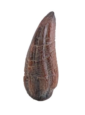233. Velociraptor Foot Claw ### JURASSIC PARK (1993)
